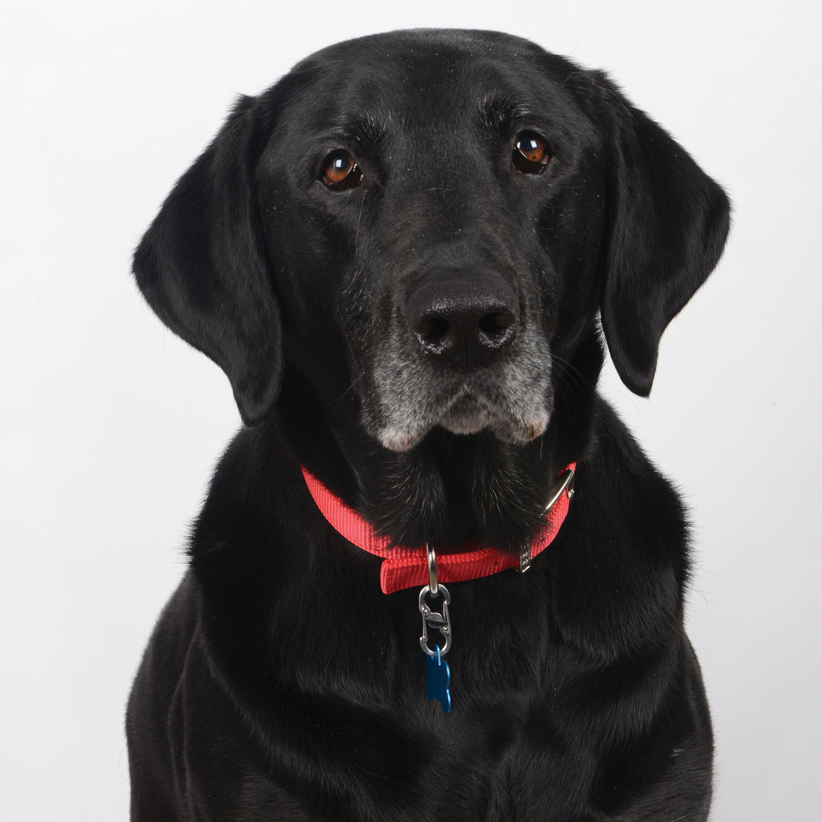 Nite Ize S-Biner TagLock Stainless Steel Stainless