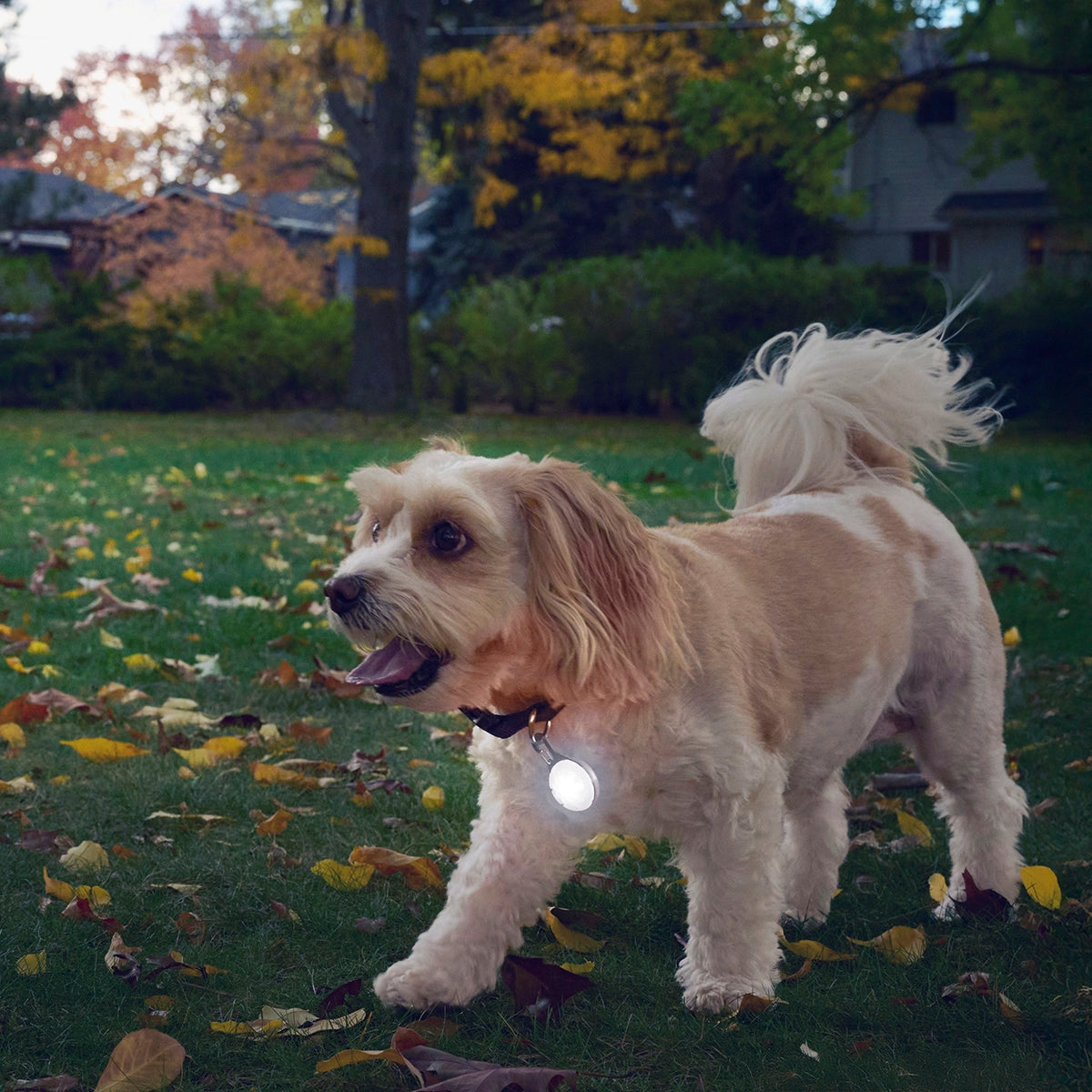 Nite Ize SpotLit® Rechargeable Collar Light - White