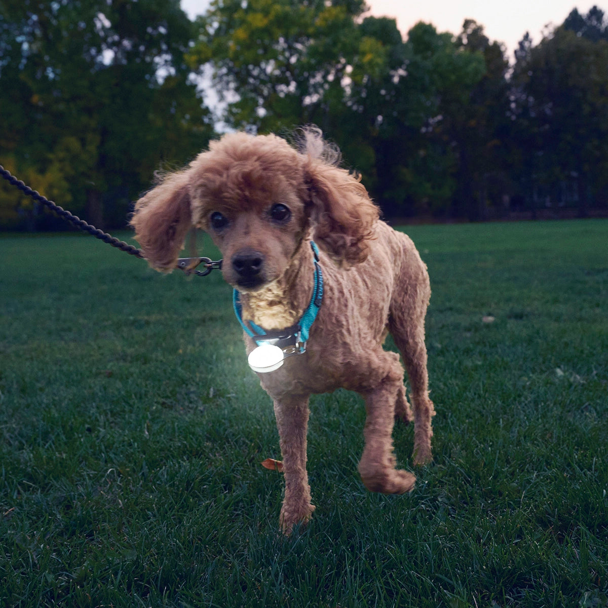 Nite Ize SpotLit® Rechargeable Collar Light - White