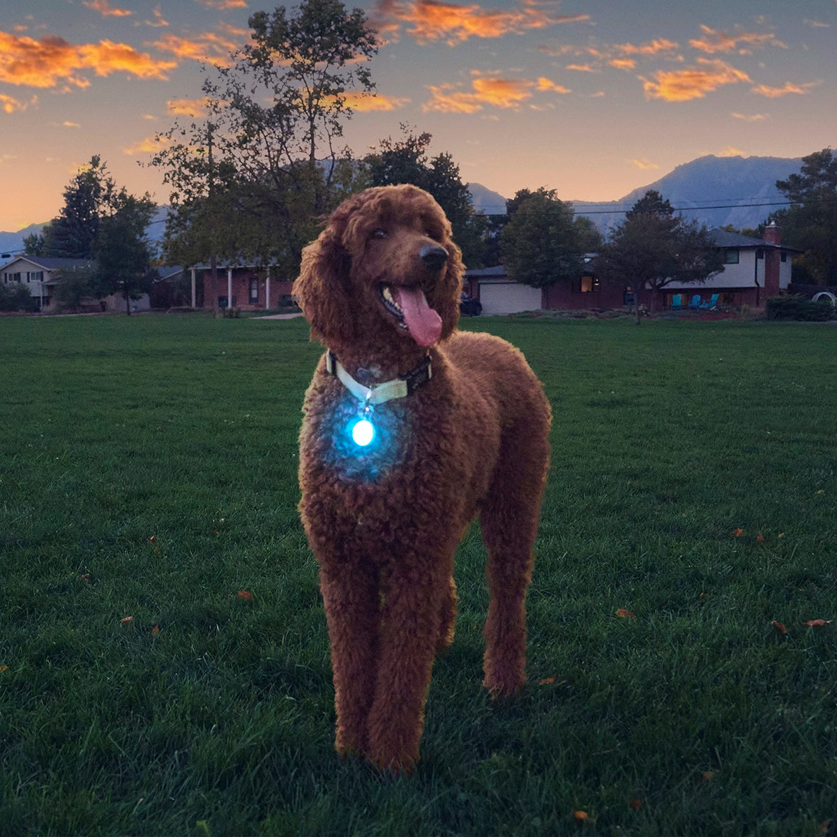 Nite Ize SpotLit® Rechargeable Collar Light - Blue