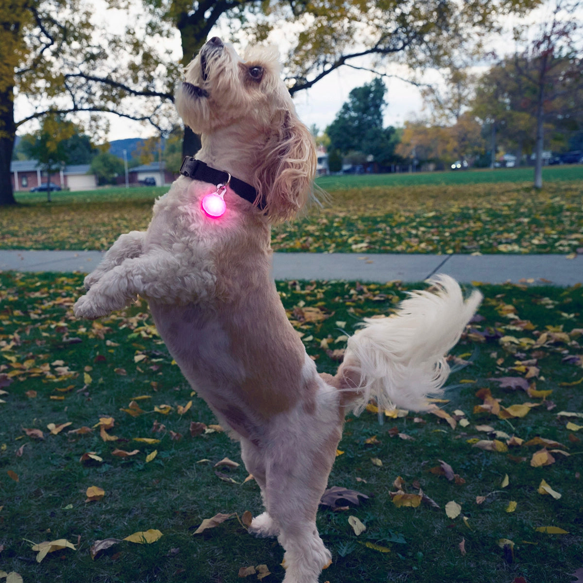 Nite Ize SpotLit® Rechargeable Collar Light - Pink