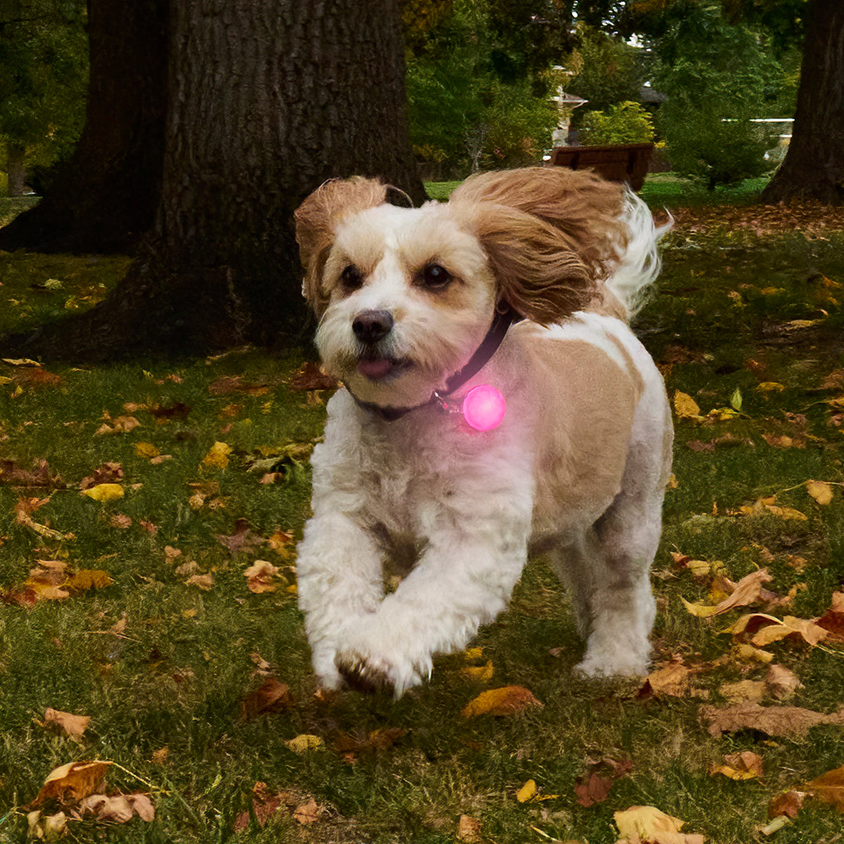 Nite Ize SpotLit® Rechargeable Collar Light - Pink