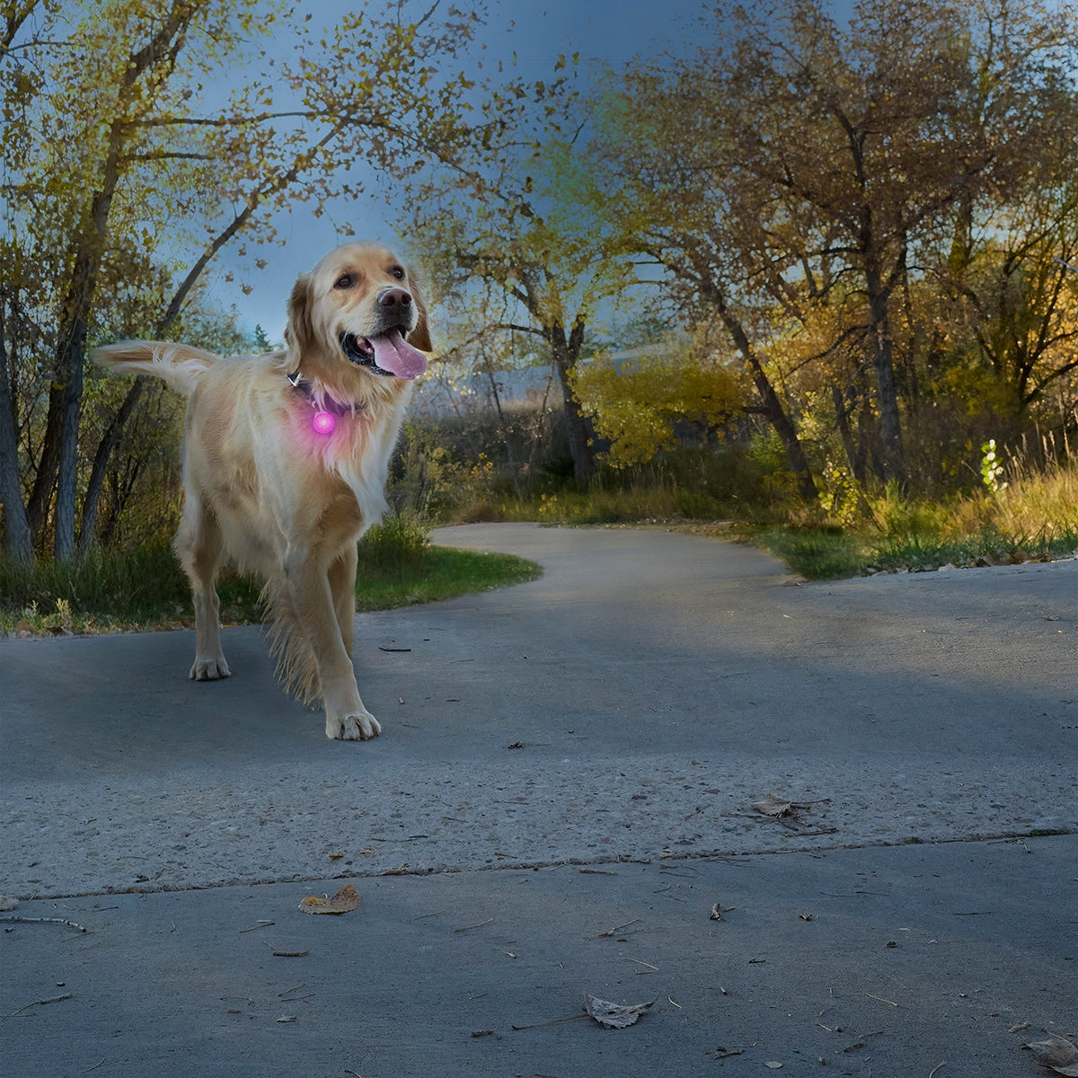 Nite Ize SpotLit® Rechargeable Collar Light - Pink