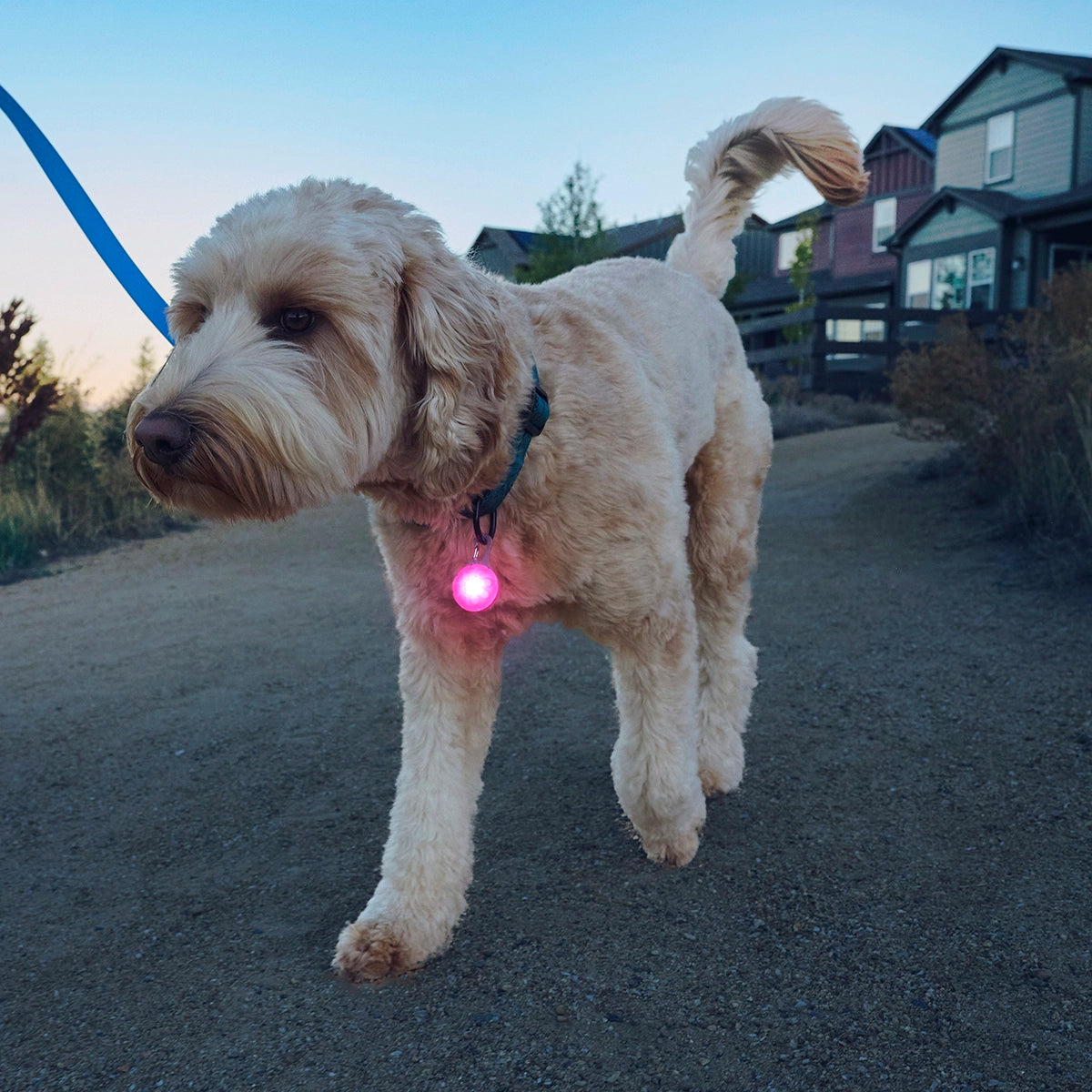 Nite Ize SpotLit® Rechargeable Collar Light - Pink