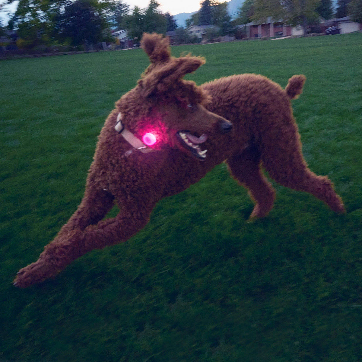 Nite Ize SpotLit® Rechargeable Collar Light - Pink