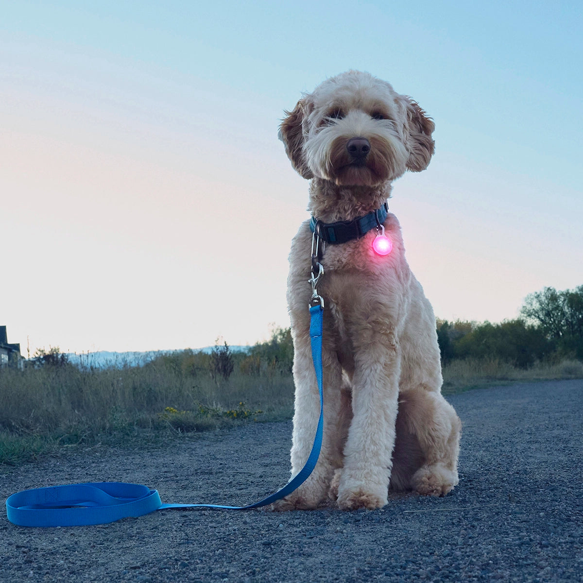 Nite Ize SpotLit® Rechargeable Collar Light - Pink