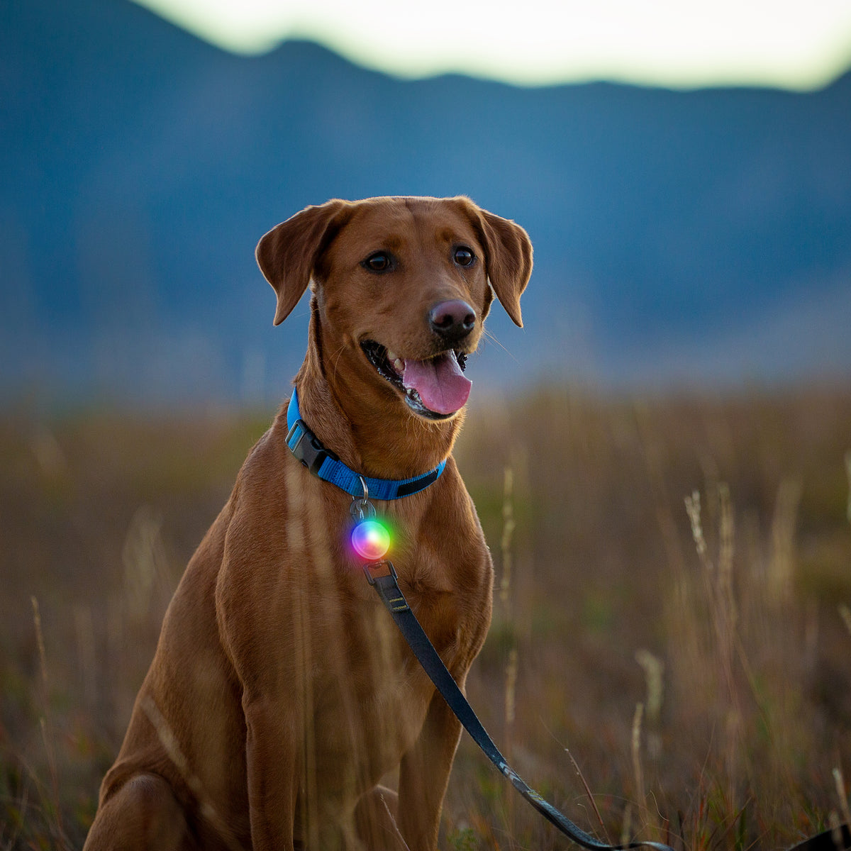 Nite Ize SpotLit® Rechargeable Collar Light - Disc-O Tech™ Jewel