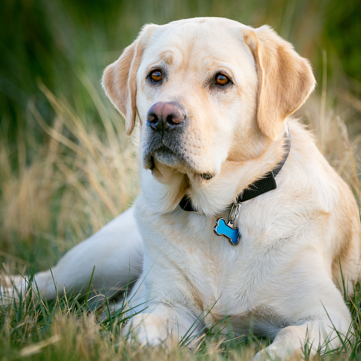 Nite Ize MicroLink Pet Tag Carabiner - 2 Pack