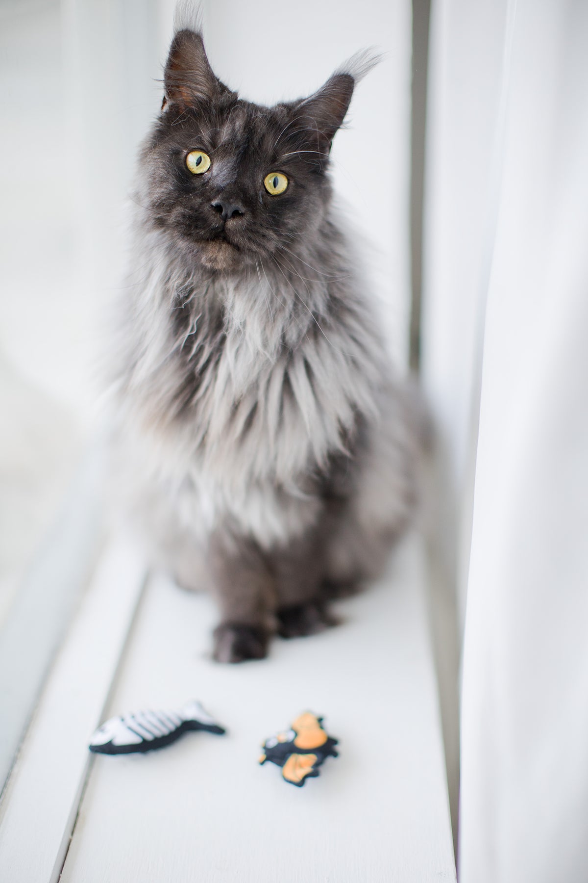 Pearhead Pawloween Cat Toy Set