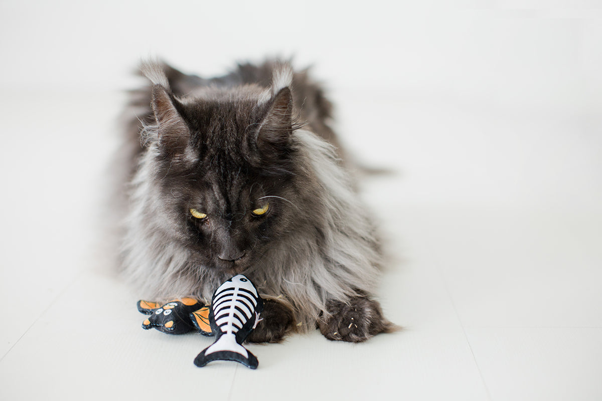 Pearhead Pawloween Cat Toy Set