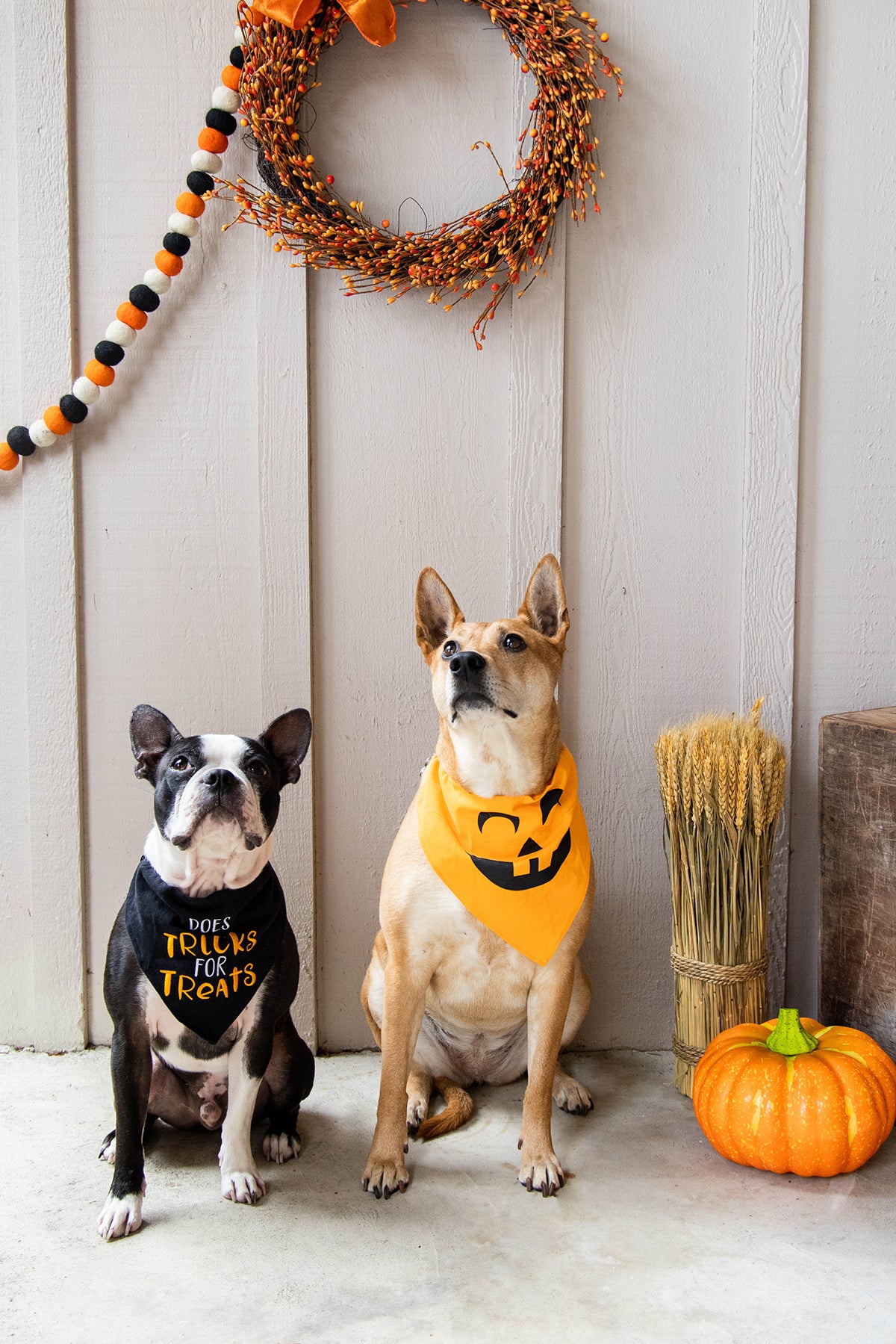 Pearhead Pumpkin Bandana Orange M/L