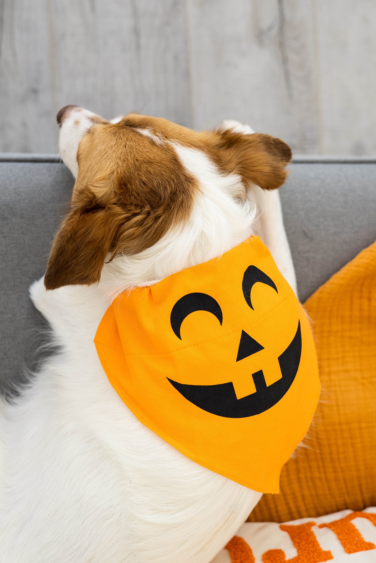Pearhead Pumpkin Bandana Orange M/L