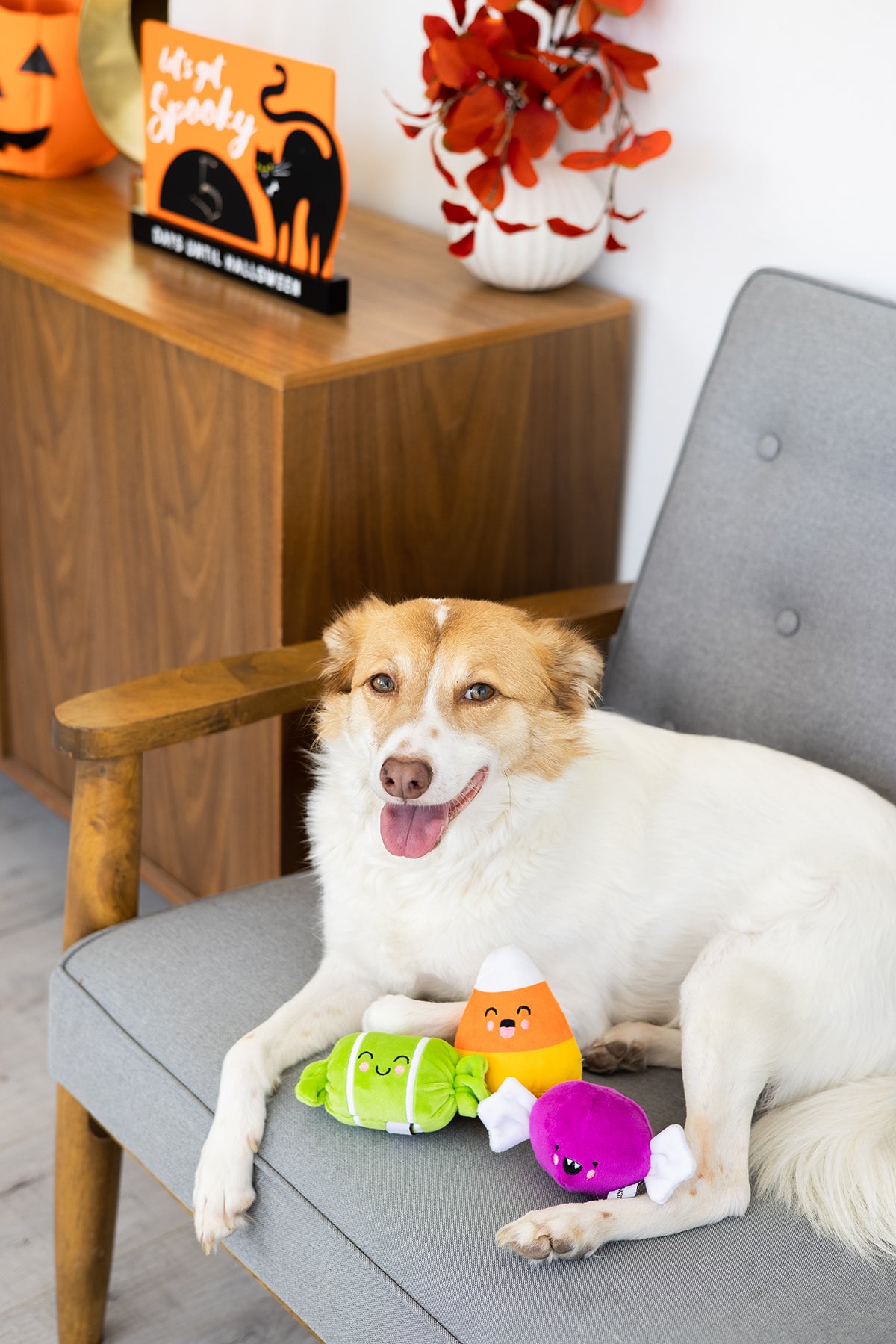 Pearhead Trick Or Treat Dog Toy Set