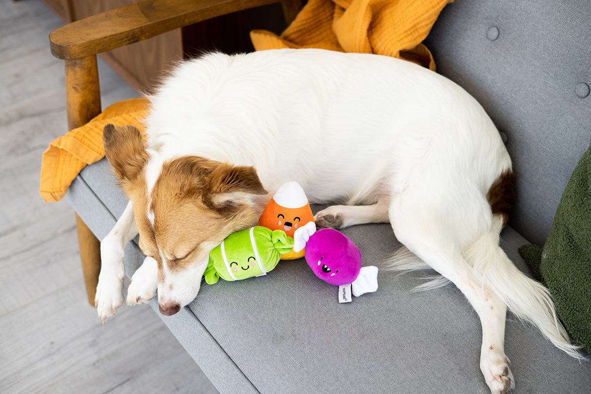 Pearhead Trick Or Treat Dog Toy Set