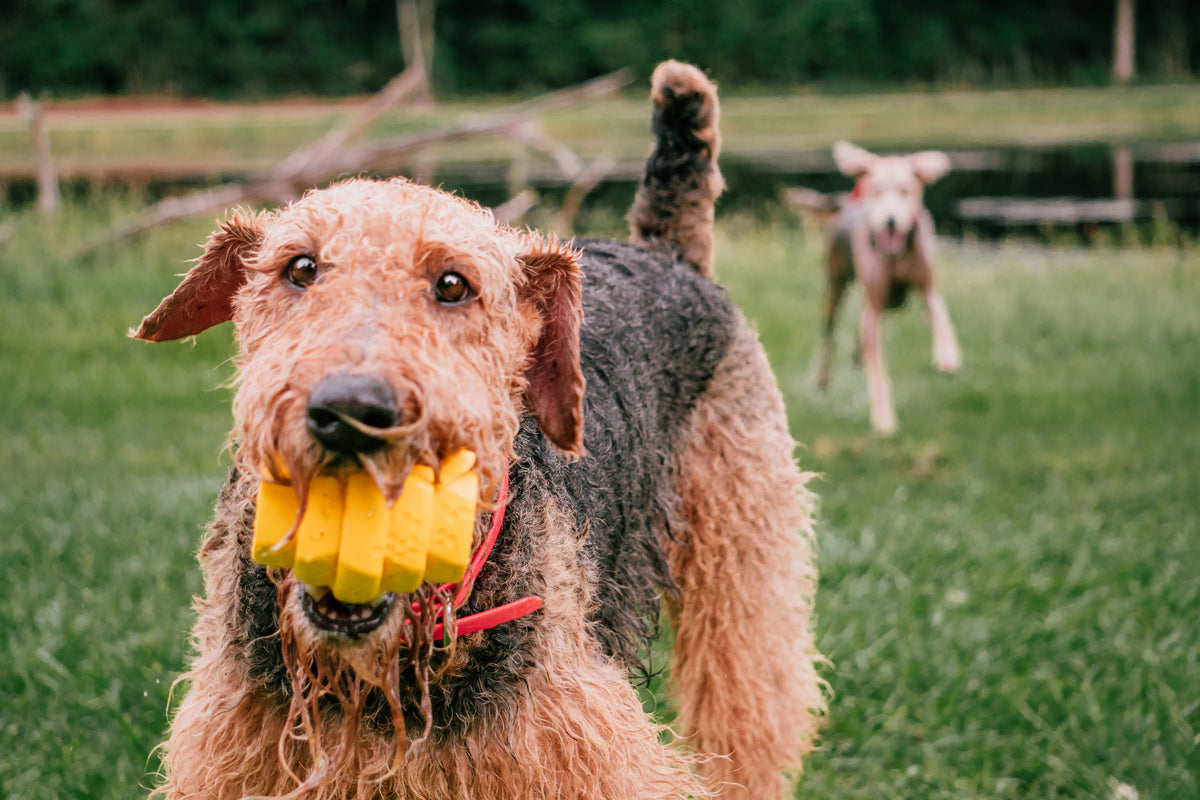 Project Hive Chew Toy Yellow Large