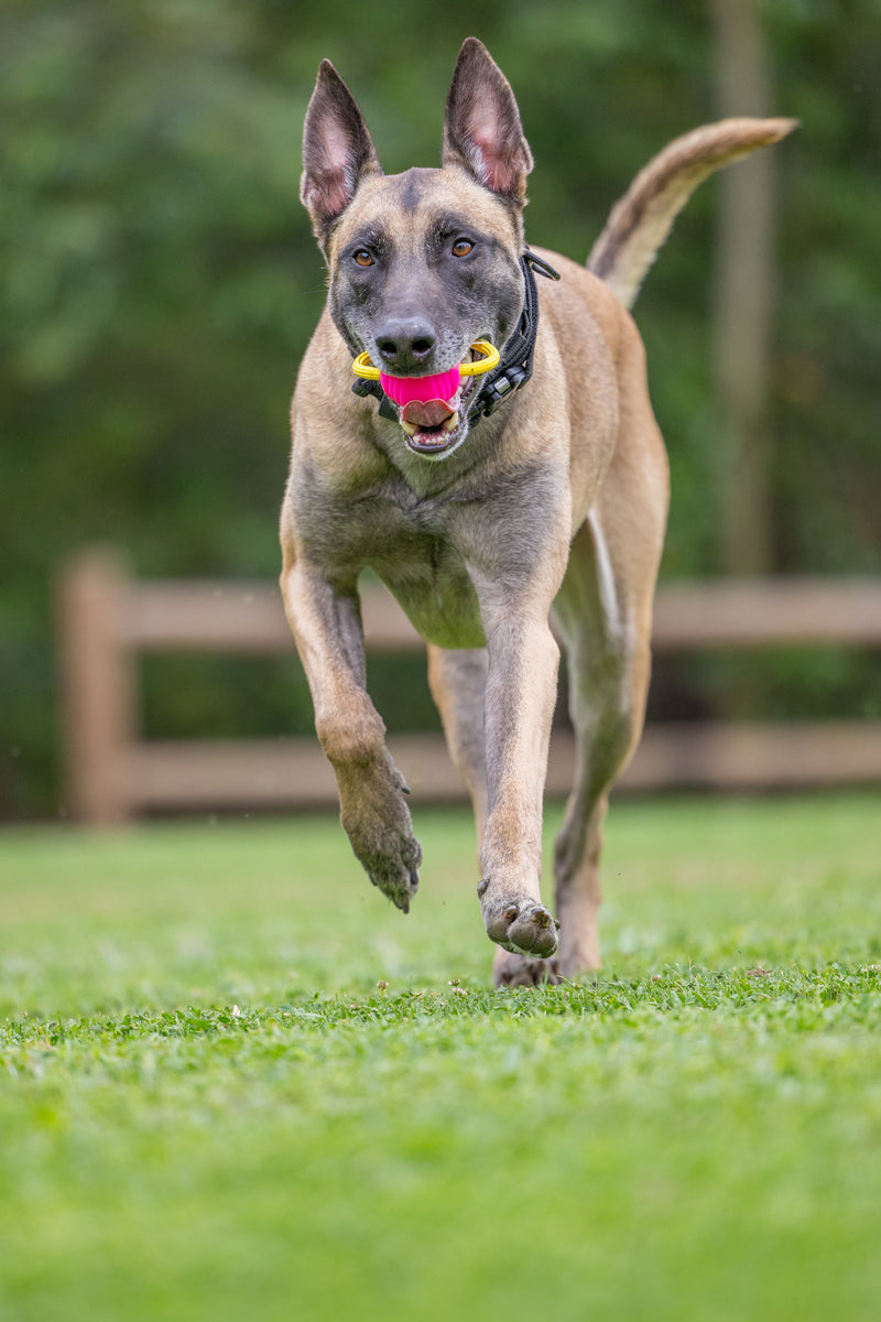 Project Hive Two Pack Looped Ball Dog Fetch Toy Pink Blue