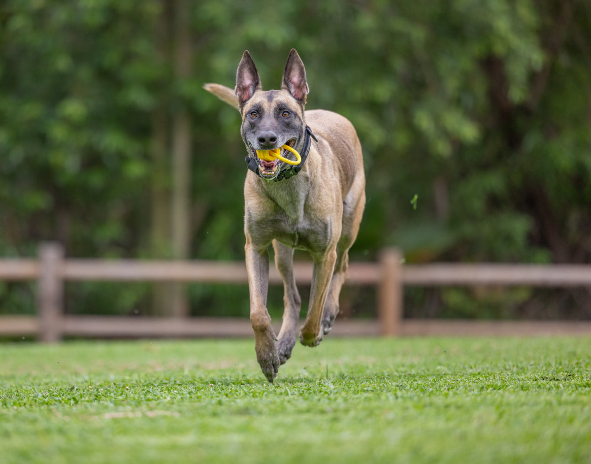 Project Hive Looped Small Hive Dog Fetch Toy