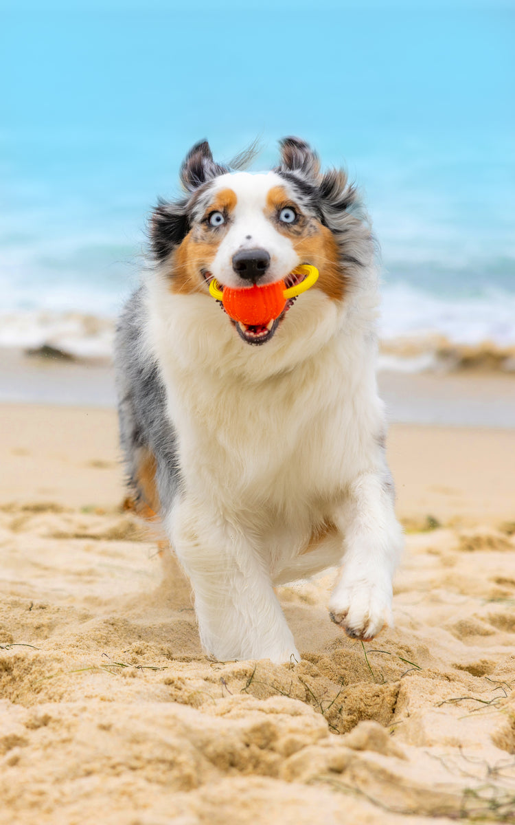 Project Hive Large Looped Ball Dog Fetch Toy 3 inch Large