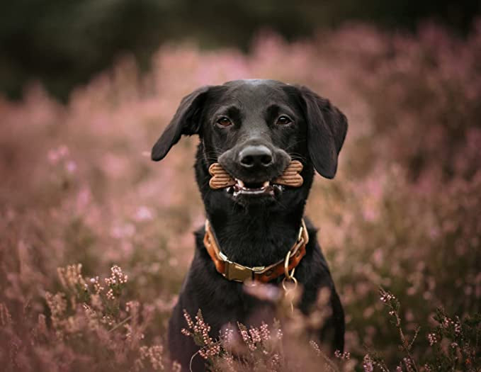 PlaqueOff Dental Bones Turkey & Cranberry