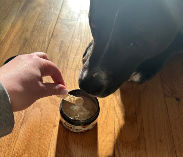 Pet Releaf Rituals Postbiotic Gut Health Powder