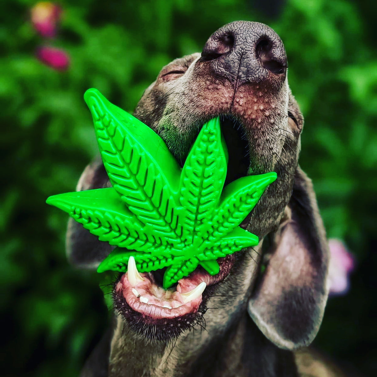 SodaPup MKB Nylon Colorado Maple Leaf Durable Dog Chew Toy 5"