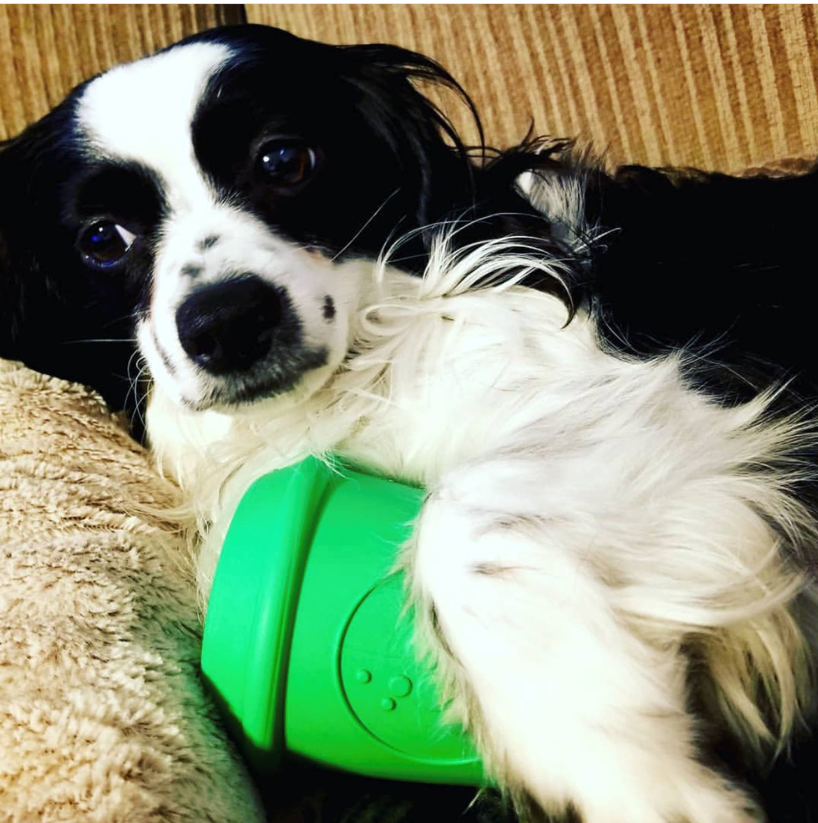 SodaPup Rubber Coffee Cup Durable Dog Chew Toy Green Large 4"