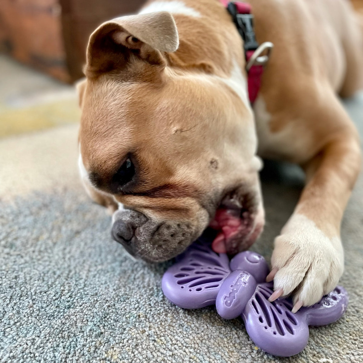 SodaPup Nylon Butterfly Durable Dog Chew Toy Purple 6.75"
