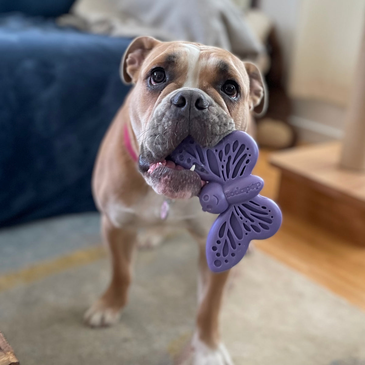 SodaPup Nylon Butterfly Durable Dog Chew Toy Purple 6.75"