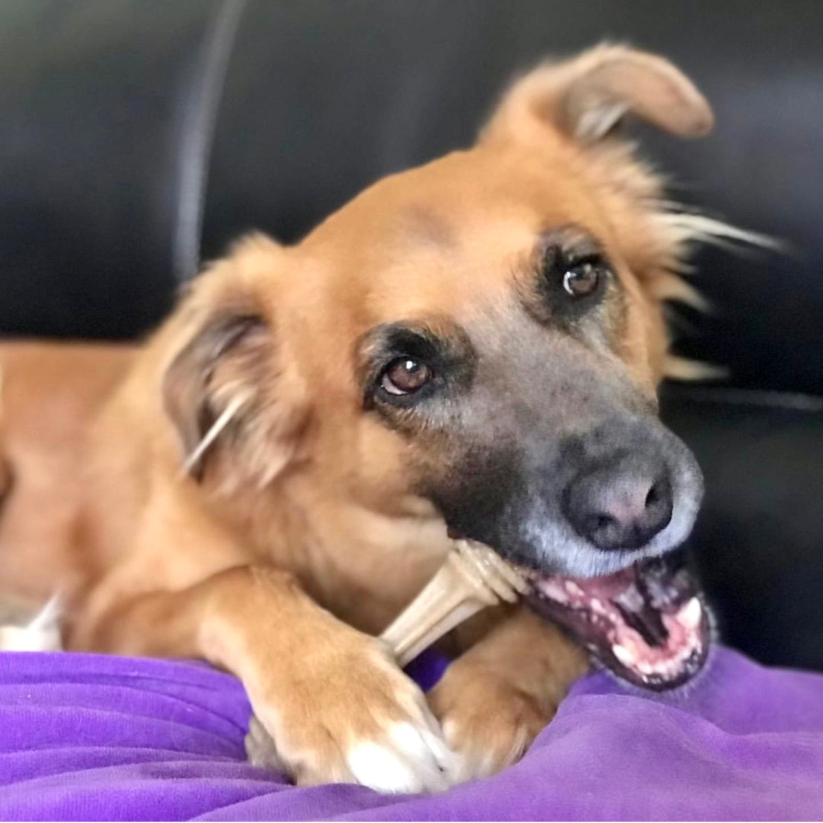 SodaPup Nylon Honey Bone Ultra Durable Dog Chew Toy Large 6.25"