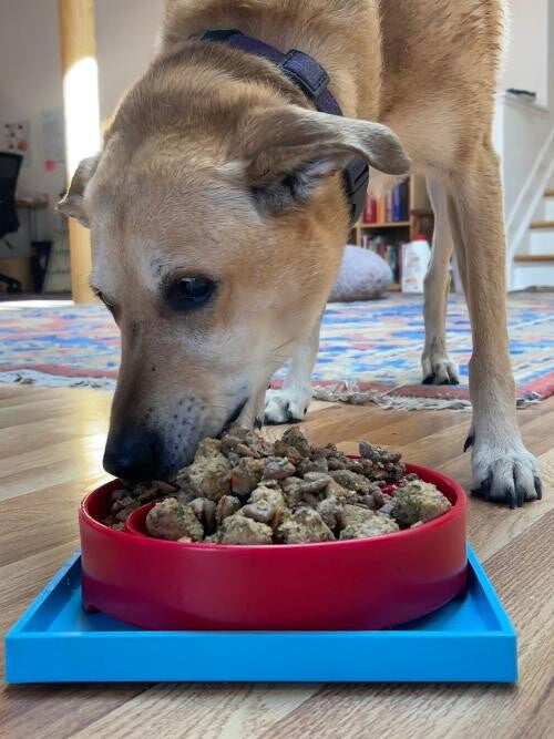 SodaPup Hold 'em Suction Cup Holder for EBowls, ETrays, and EMats