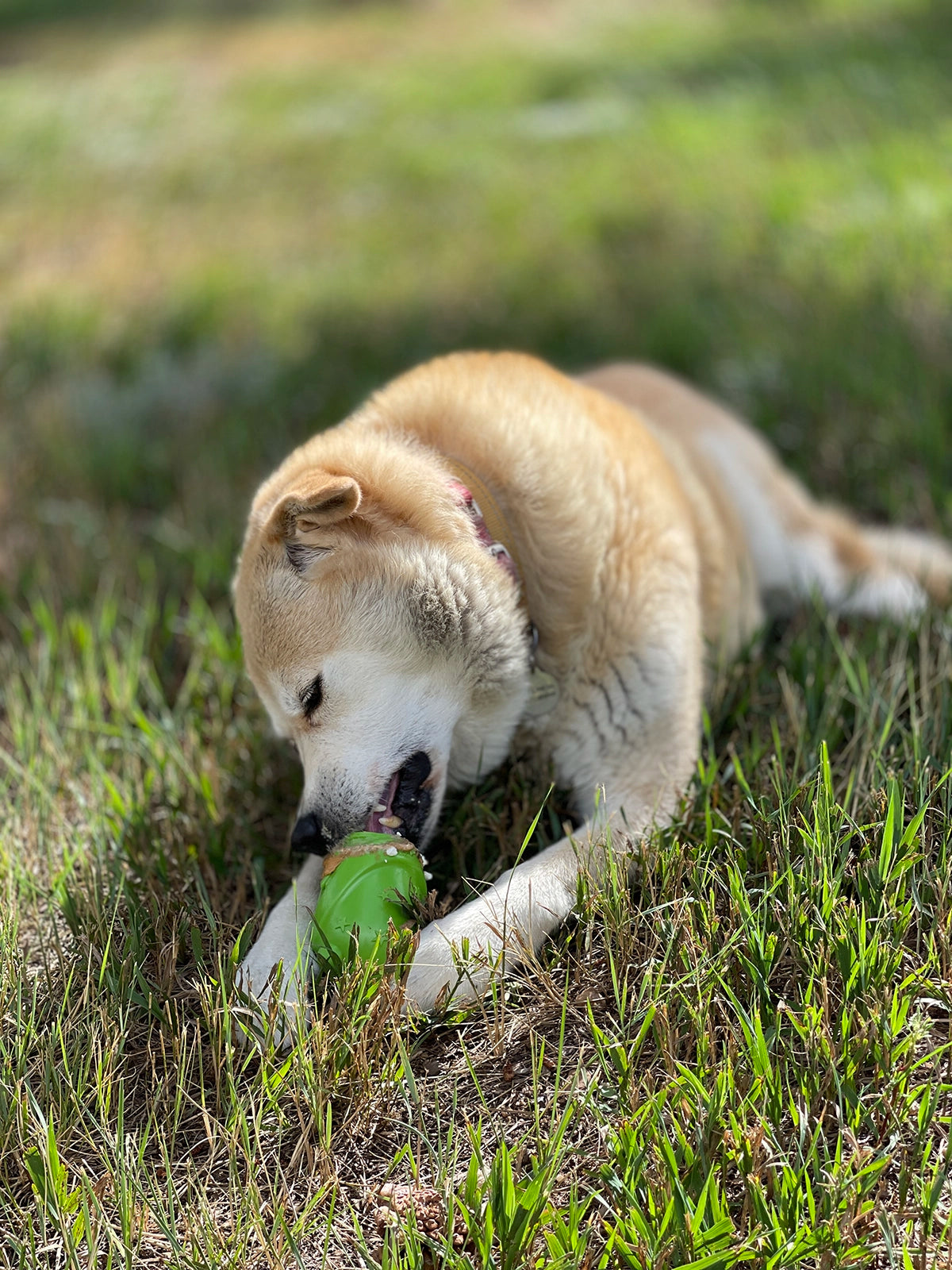 SodaPup Gnome Treat Dispenser Dog Toy