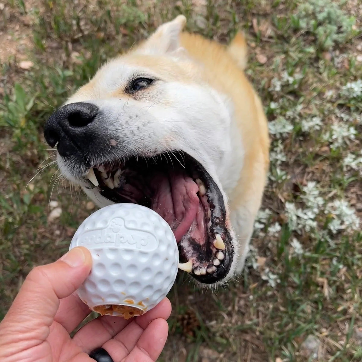 SodaPup PUP-X Golf Ball Treat Dispenser Interactive Dog Toy