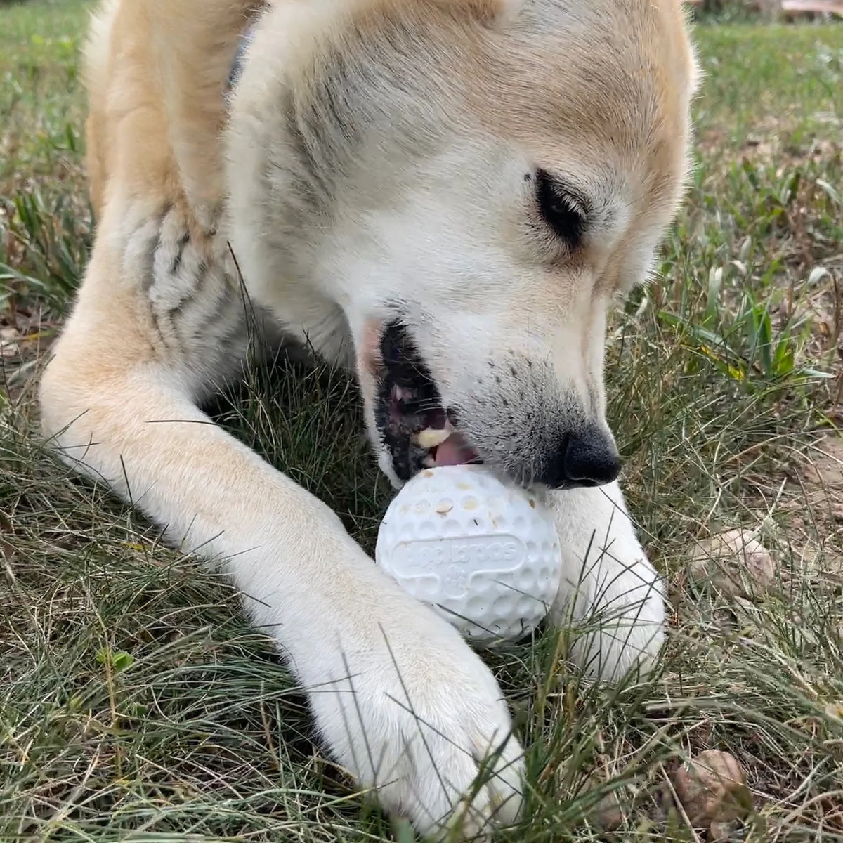 SodaPup PUP-X Golf Ball Treat Dispenser Interactive Dog Toy