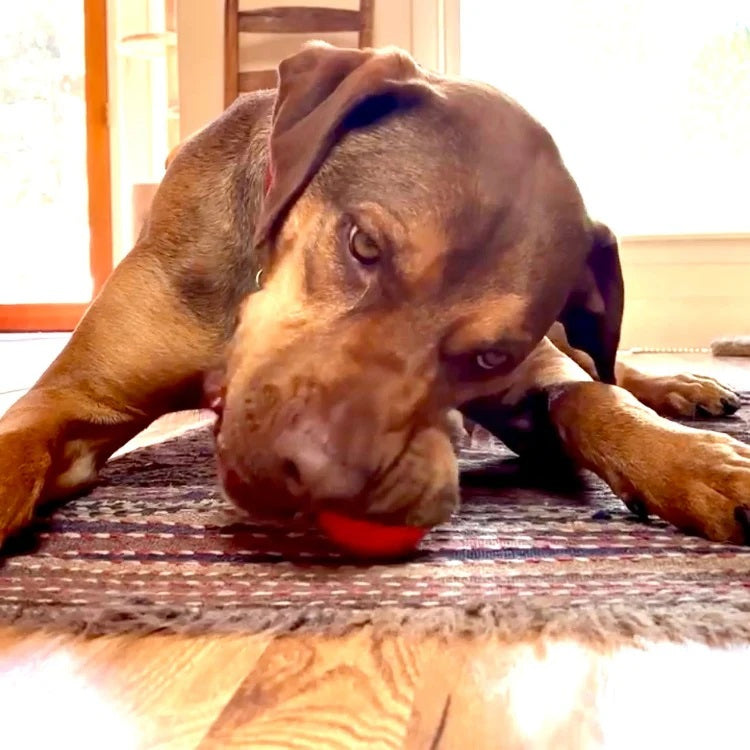 SodaPup PUP-X Squeaker Ball Dog Fetch Toy Orange Medium