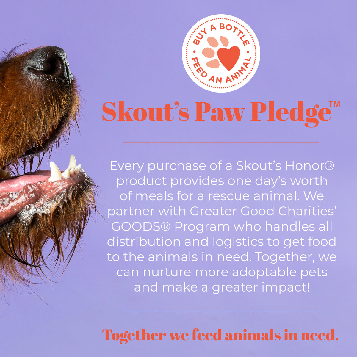 Skout's Honor Prebiotic Pet Balm Display 6pk