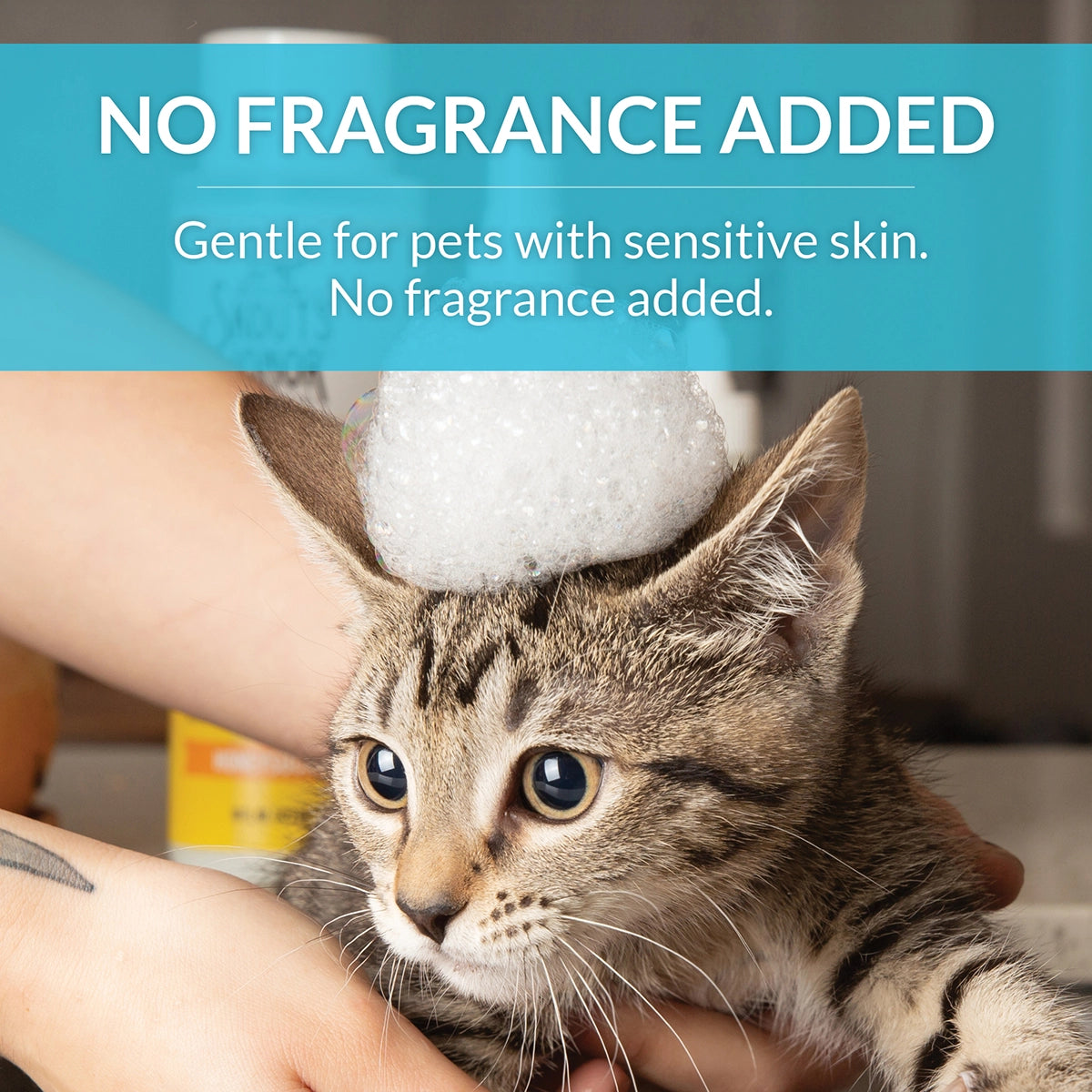 Skout's Honor Cat Probiotic Shampoo + Conditioner Fragrance-Free 16oz