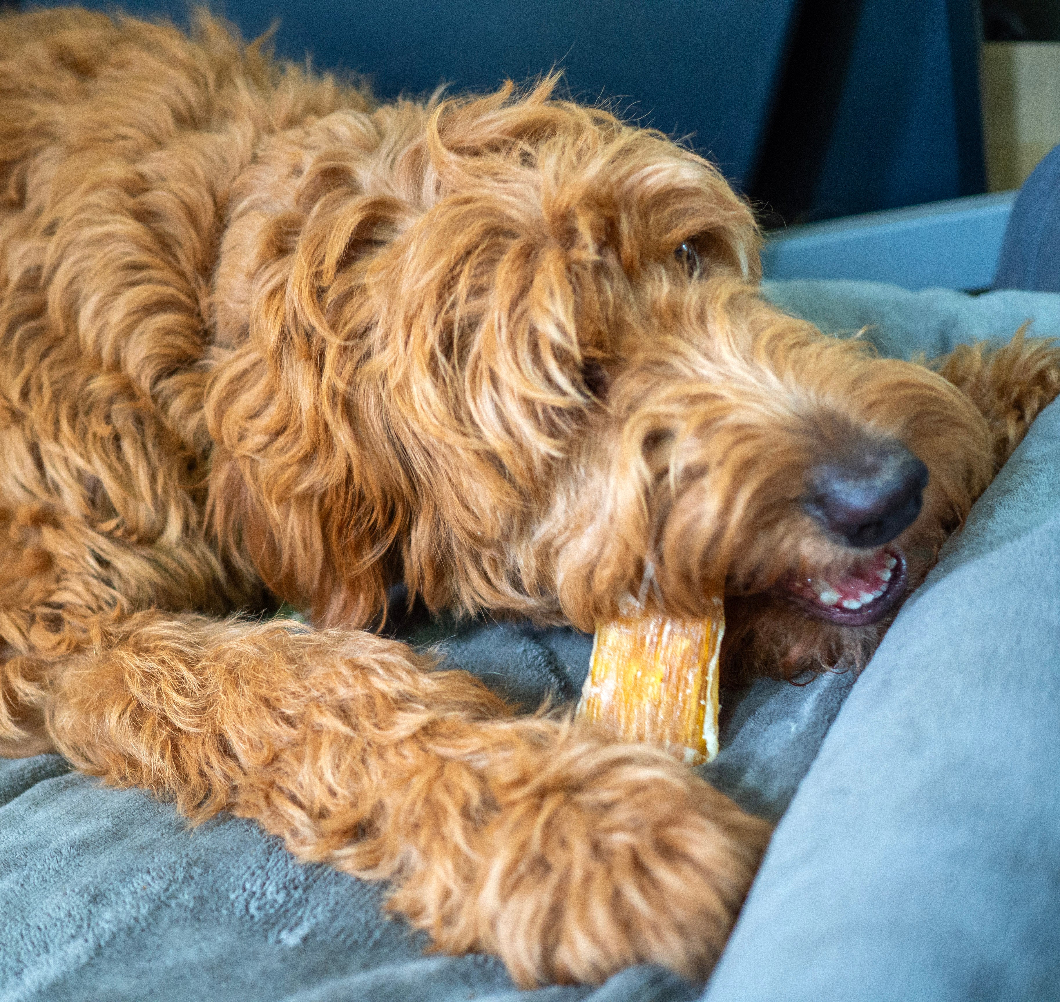 ThoozyPet USA-Sourced Beef Backstrap Dog Chews 4-6" 50ct