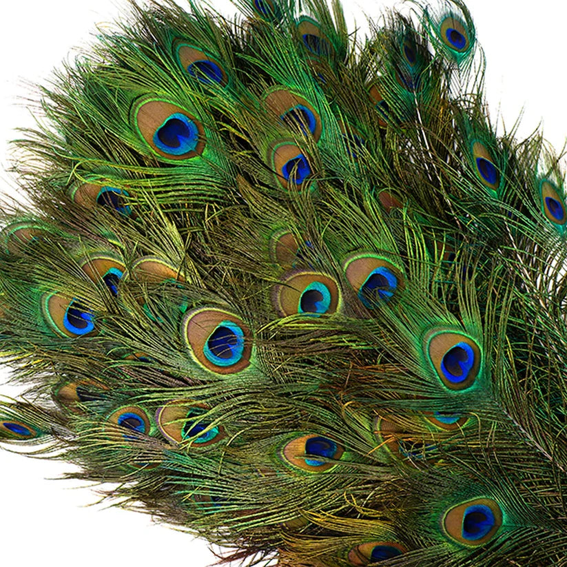 ThoozyPet Peacock Feather Cat Toy 25" - 35" Case of 100