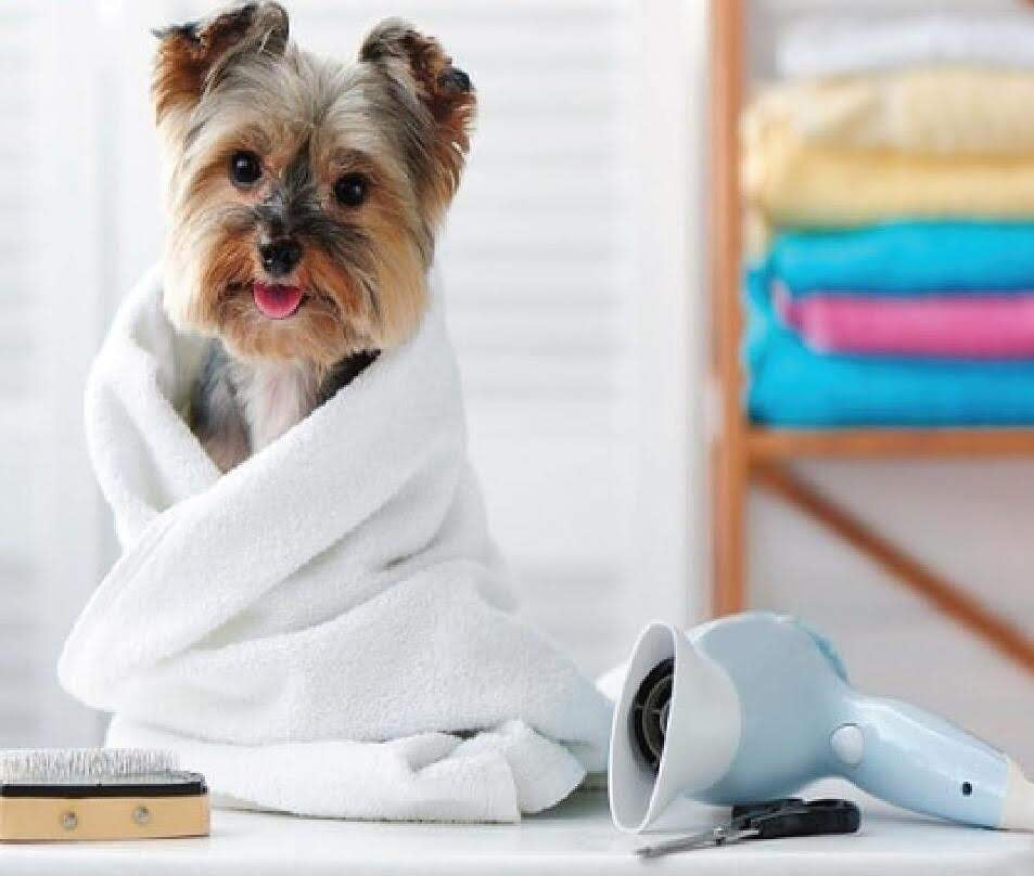 ThoozyPet 6pk 100% Cotton Towels with Red Paw 20" x 40"