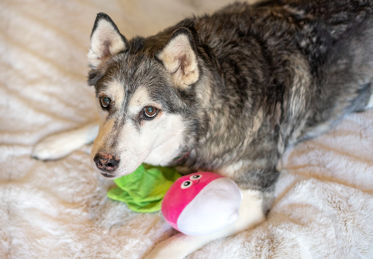 ThoozyPet Turnip Plush Dog Toy 12"