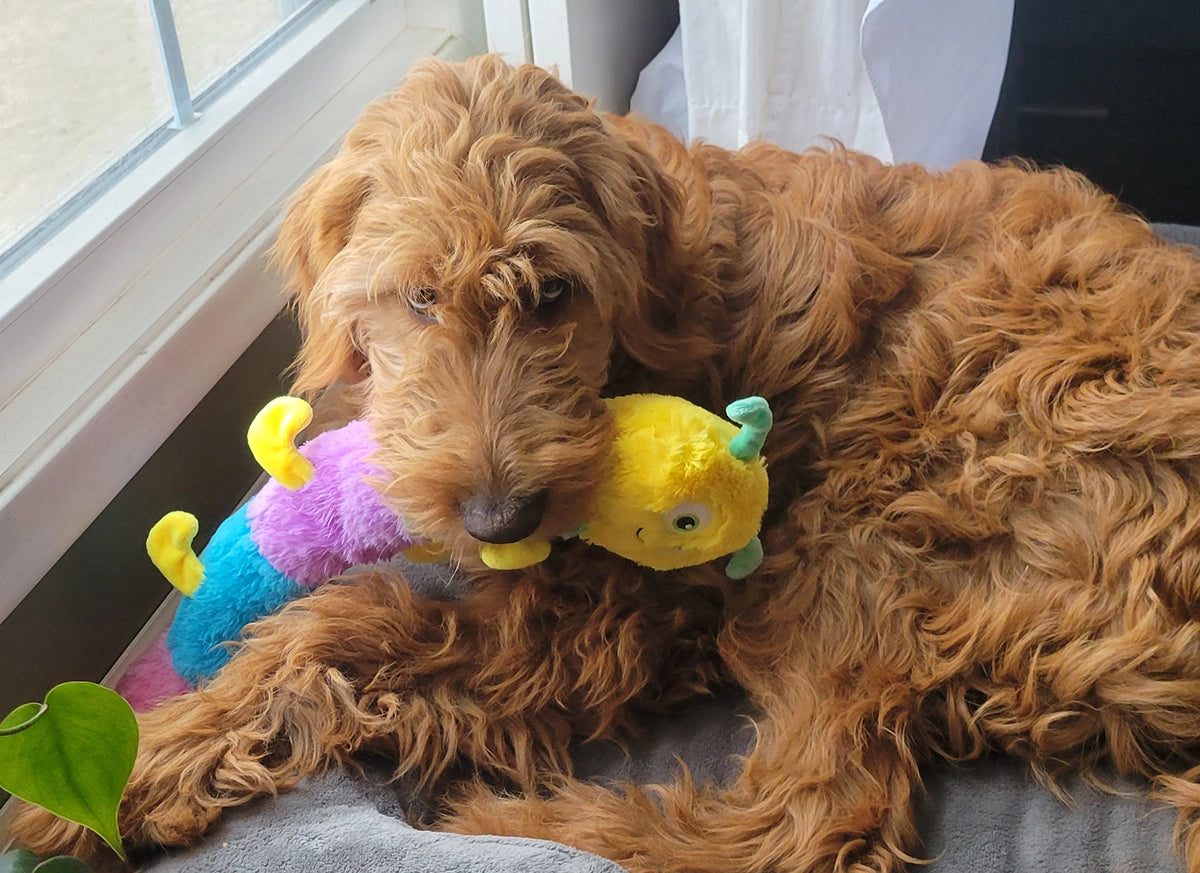 ThoozyPet Multi-Squeaker Caterpillar Plush Dog Toy 21"