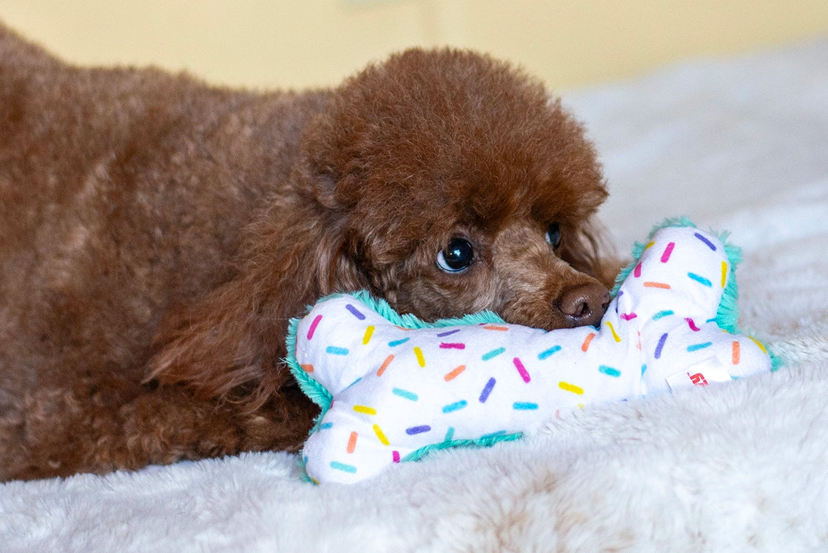 ThoozyPet Birthday Bone Small Plush Dog Toy 8"