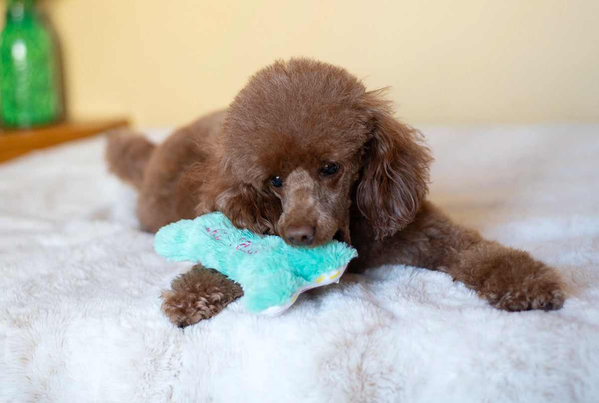 ThoozyPet Birthday Bone Small Plush Dog Toy 8"