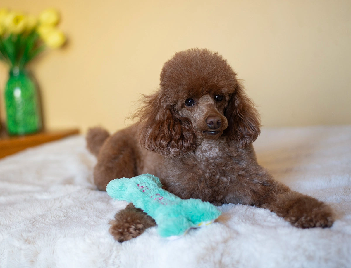 ThoozyPet Birthday Bone Small Plush Dog Toy 8"