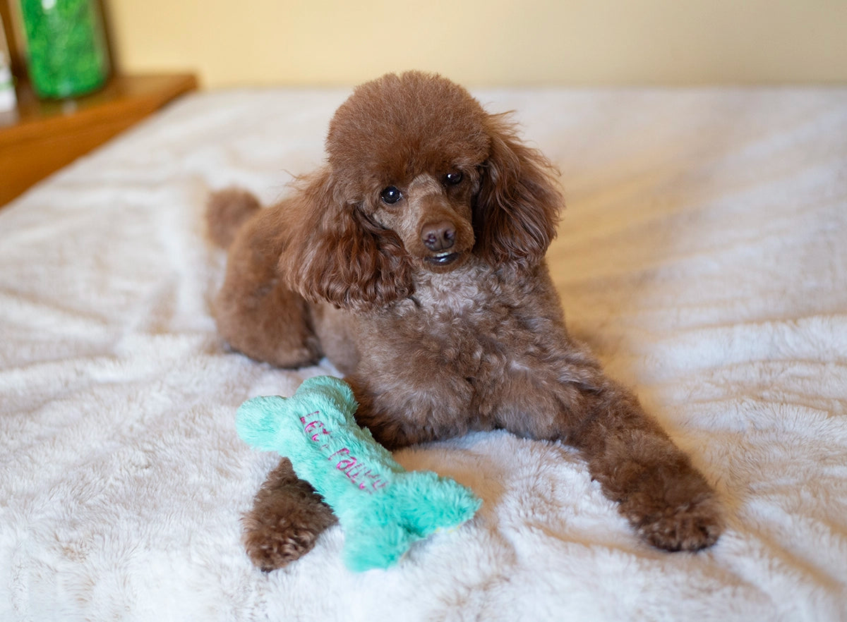 ThoozyPet Birthday Bone Small Plush Dog Toy 8"