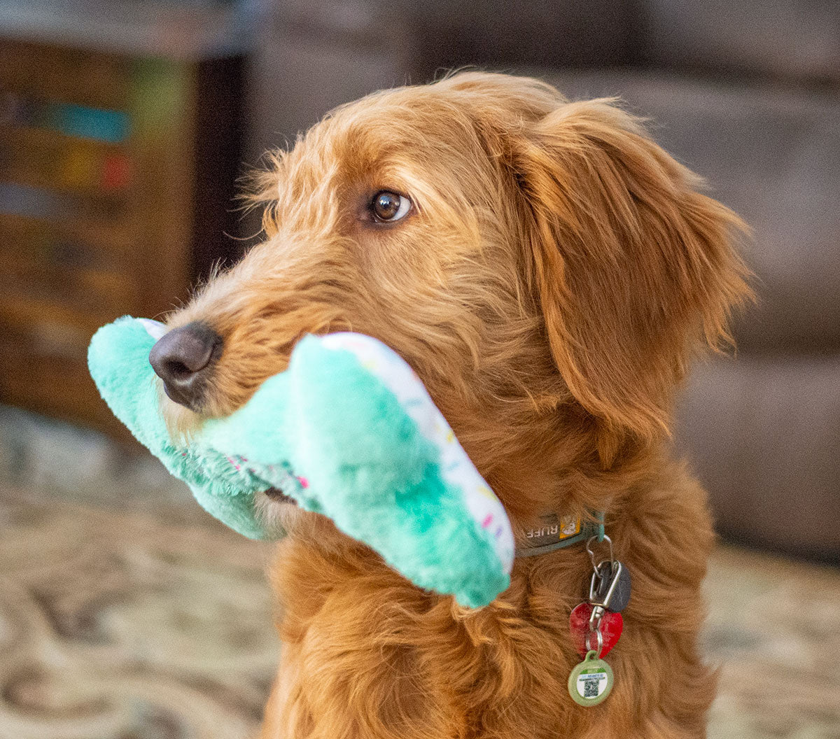 ThoozyPet Birthday Bone Large Plush Dog Toy 11"