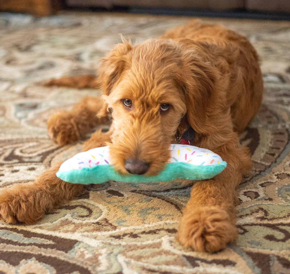 ThoozyPet Birthday Bone Large Plush Dog Toy 11"