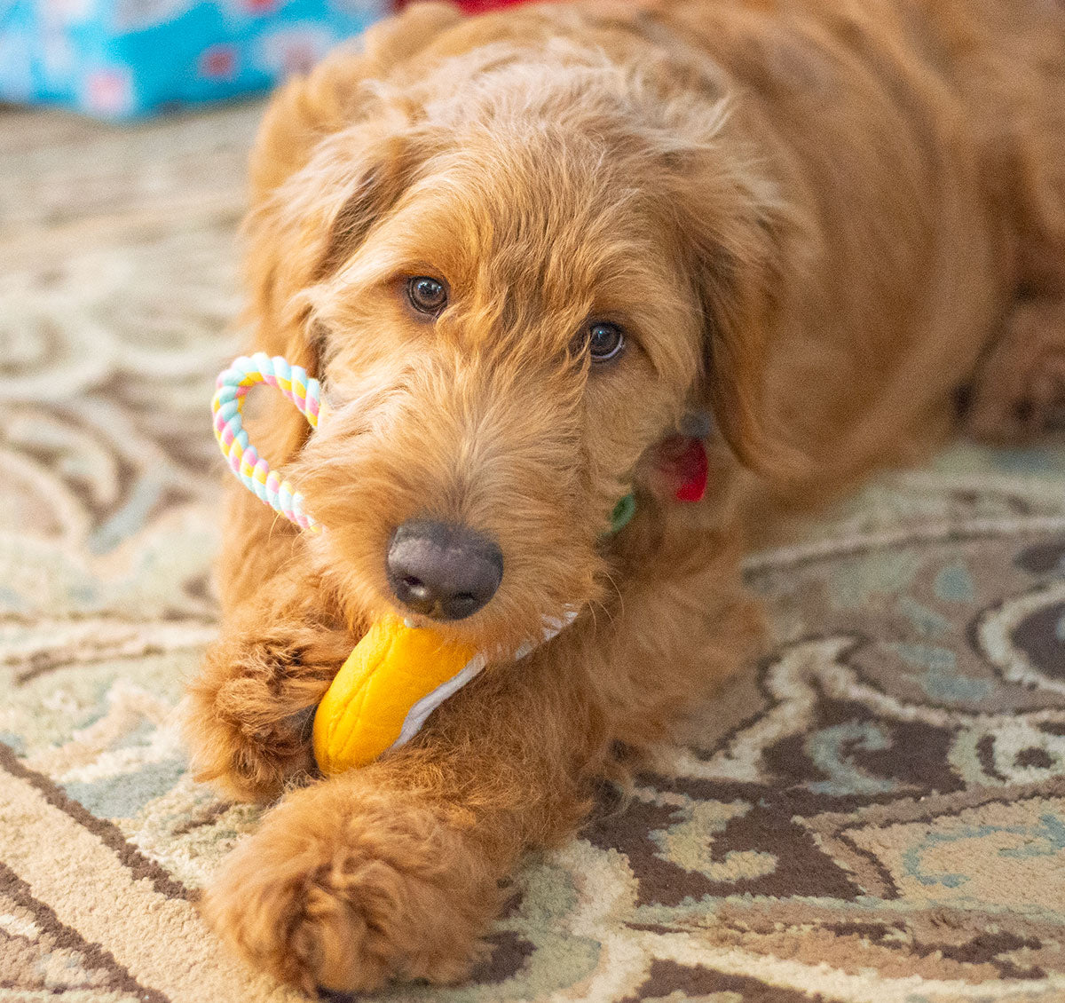 ThoozyPet Birthday Donut Plush Dog Toy with Rope 12"