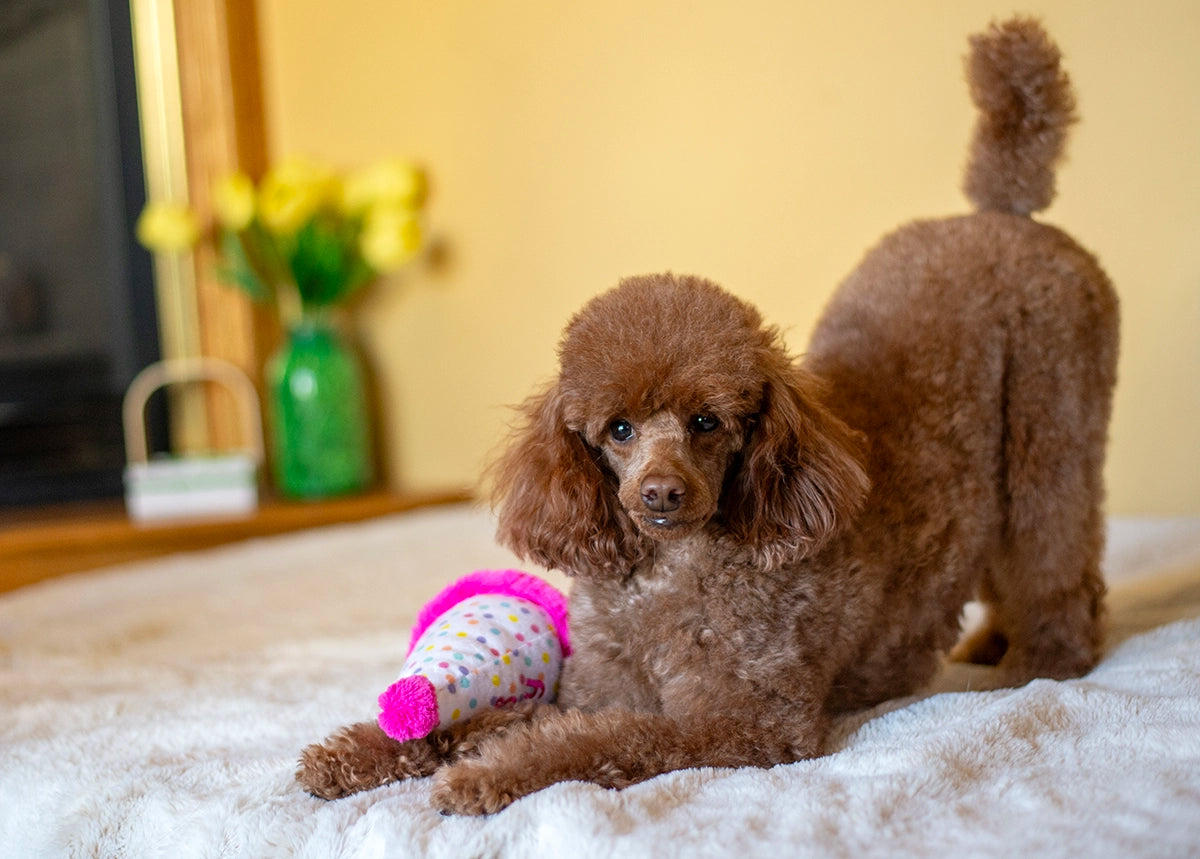 ThoozyPet Birthday Hat Pink Plush Dog Toy 7"