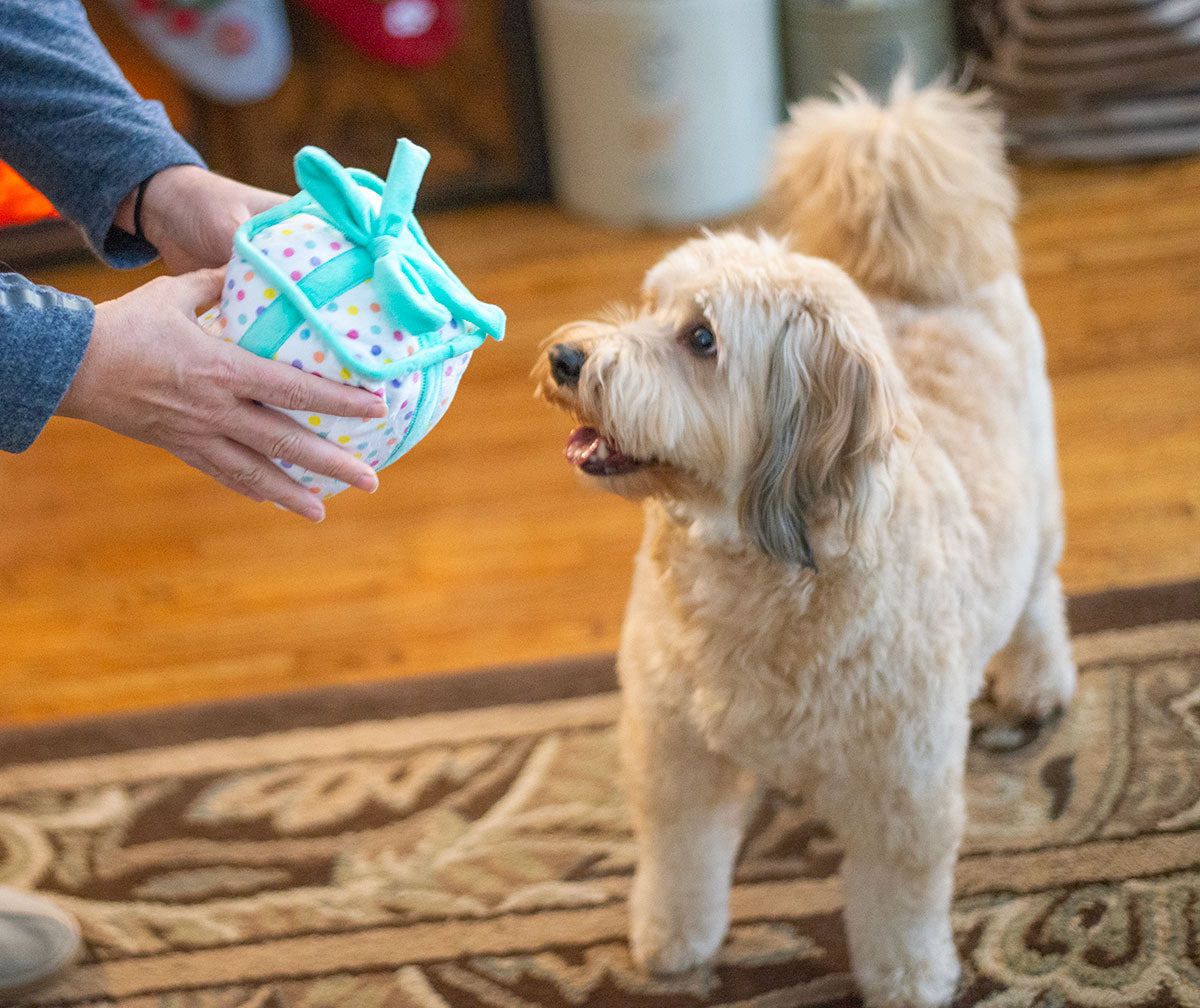 ThoozyPet Birthday Gift Plush Dog Toy 6"